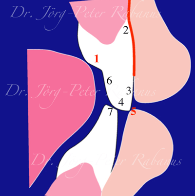 Central Incisors In Relationship To Soft Tissues